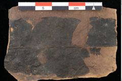 Foto (Detailansicht) von Rhytisma parschlugianum Ettingshausen (NHMW-GEO-2024-0188-0089)